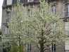  arbres en fleurs
